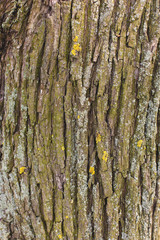 Obraz premium Stump texture on the cut, beautiful wood texture rustic 