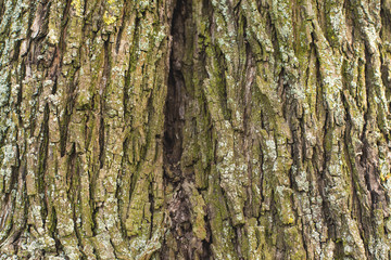 Stump texture on the cut, beautiful wood texture rustic	