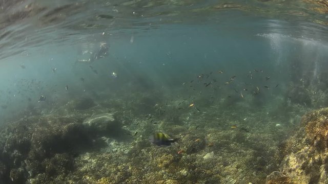 Californian sea lion (Zalophus californianus) swimming and playing in the reefs of los islotes in Espiritu Santo island at La paz,. Baja California Sur,Mexico.