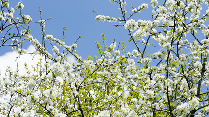 White cherry flowers tree