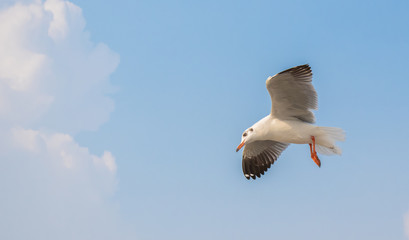 Seagulls are flying at the sea.