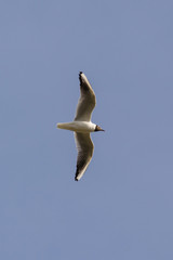 Seagull sailing flying in the sky.
