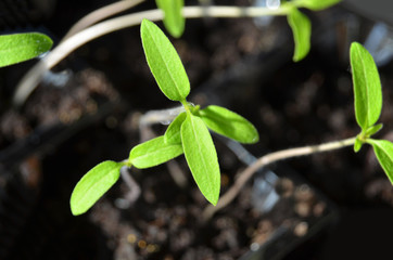 Green tomato seedling