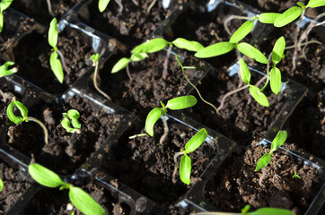 Green tomato seedling