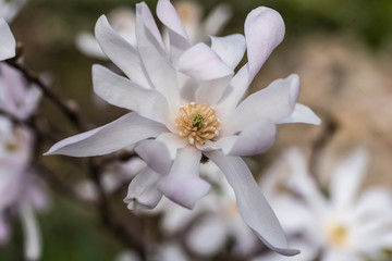 natural white magnolia flower, natural white magnolia flower, closeup, magnolia gwiazdzista, białe płatki - 201122688