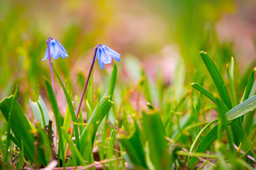 kleine blaue Blumen im grünen Gras
