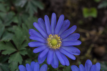 zawilec grecki, anemom, niebieskie  płatki - 201122826