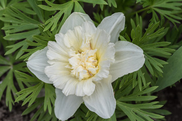 żonkil, kwiat z białymi płatkami - 201122869