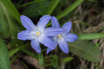 śnieżnik, kwiaty, niebieskie płatki - 201123014
