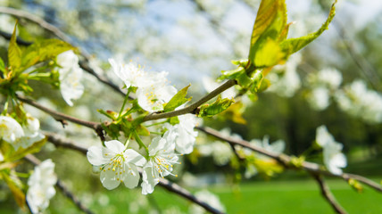 White cherry flowers tree