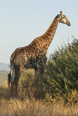 Giraffa, Kruger National Park