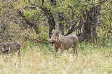 Warthogs