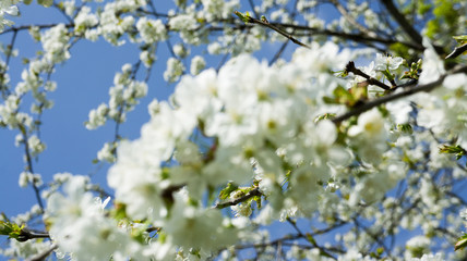 White cherry flowers tree