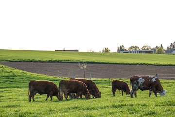 Kühe auf der Weide
