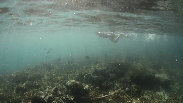 Californian sea lion (Zalophus californianus) swimming and playing in the reefs of los islotes in Espiritu Santo island at La paz,. Baja California Sur,Mexico.