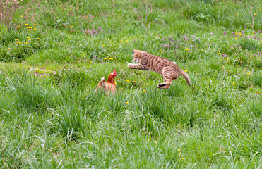 Katze attakiert Huhn
