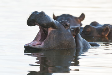 Fototapeta premium Hippopotamus , Kruger National Park , Africa