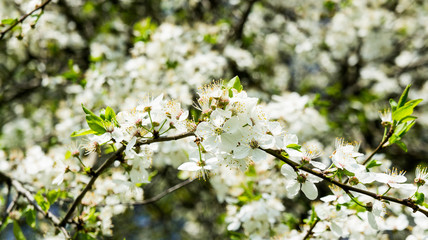 White cherry flowers tree