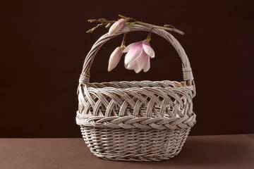 magnolie, magnolie w koszu, białe magnolie, kwiaty, dar natury © Ansza