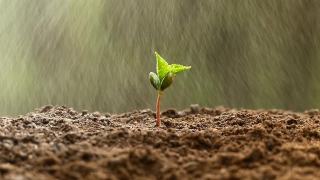 A young tree from the bones germinates. Irrigation and watering the sprout. The sprouted green plant stretches upward.