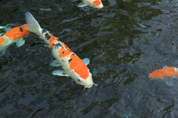 Colorful Japanese 'Koi' ornamental fish or 'Fancy Carps Fish' in the outdoor natural pond