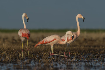 Flamingos, Patagonia Argentina
