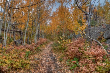 The Plants in Silver Bay, Minnesota on the Shores of Lake Superior change Color in October