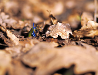 Bumble bee at snowdrops at spring