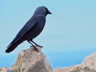 Jackdaw 