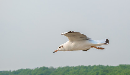 Seagulls are flying at the sea.