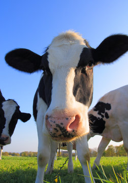 Portrait of curious Holstein cow cattle
