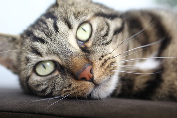 Beautiful house cat
