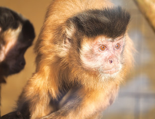 Monkey red at the sun close up