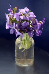 small posy of sweet violets close up