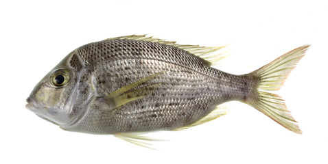 Iodine Bream