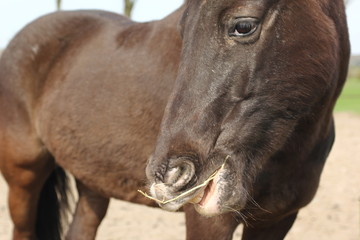 beautiful farm animals