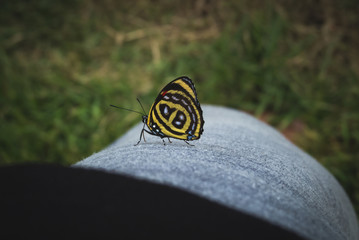butterfly