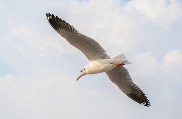 Seagulls are flying at the sea.