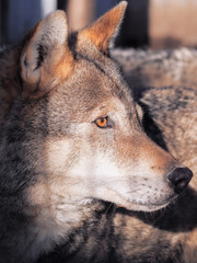 Wolf close up at the snow