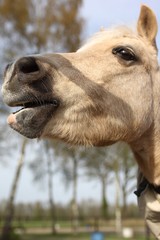 Obraz premium A beautiful horse