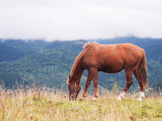 Fototapeta na wymiar Horse at the Carpatian mountains