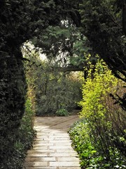 Shady garden path through an archway formed by a hedge with sunlight