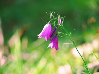 Flowers Crocus heuffelianus at the carpatian mountains