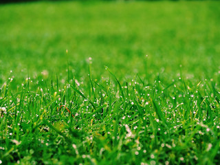 Green grass with water drops