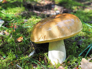 White mushroom at the carpatian mountains