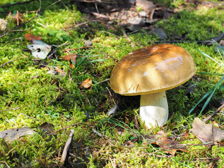 White mushroom at the carpatian mountains