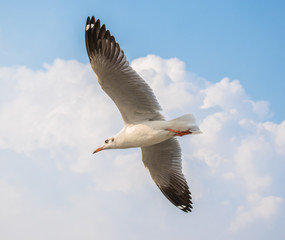 Seagulls are flying at the sea.