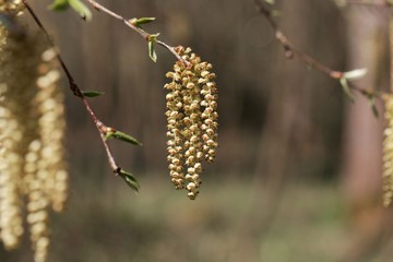 Flowers of a Yellow birch