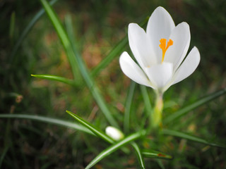 yellow spring flowers, crocuses on the grass, flowers in the garden.