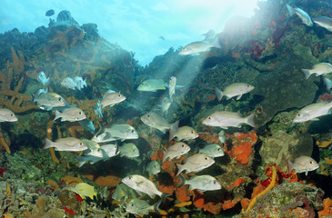 Fototapeta na wymiar Coral Reef Fishes 